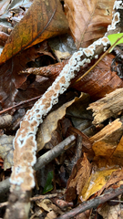 Peniophora albobadia