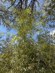 Phyllostachys aurea
