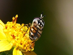 Copestylum marginatum