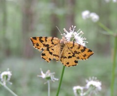 Pseudopanthera macularia