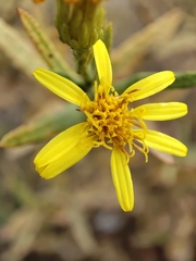 Dittrichia