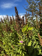 Spiraea × billardii