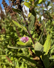 Spiraea × billardii
