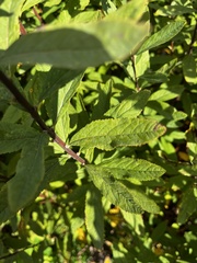 Spiraea × billardii