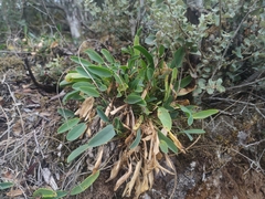 Anthyllis vulneraria alpestris