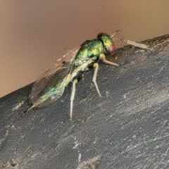 Chalcidoidea