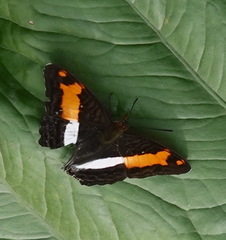 Adelpha jordani