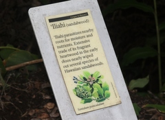 Santalum paniculatum