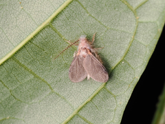 Drosicha