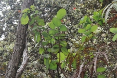 Santalum paniculatum