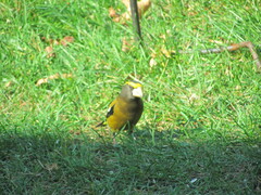 Coccothraustes vespertinus