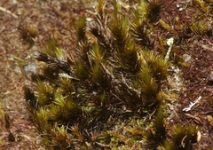 Campylopus umbellatus