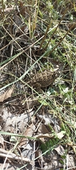Phrynosoma orbiculare