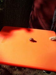 Cicadoidea