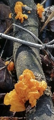 Tremella