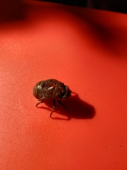 Cicadoidea