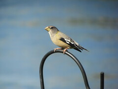 Coccothraustes vespertinus