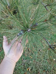 Pinus
