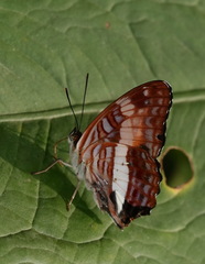 Adelpha jordani