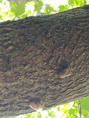 Cicadoidea