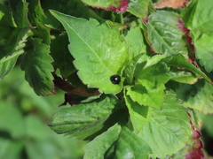 Parexochomus nigromaculatus