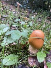 Amanita crocea