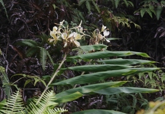 Hedychium flavescens