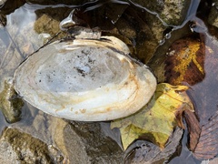 Unionoidea