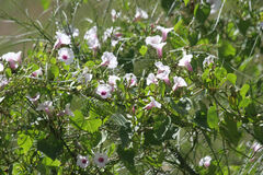 Ipomoea amnicola