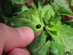 Parexochomus nigromaculatus