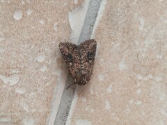 Mythimna languida