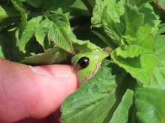 Parexochomus nigromaculatus