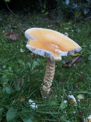 Amanita crocea
