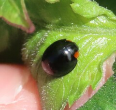 Parexochomus nigromaculatus