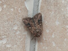 Mythimna languida