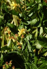 Senecio triangularis