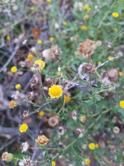 Pulicaria paludosa