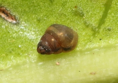 Achatinellidae