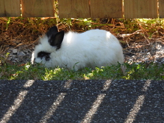 Oryctolagus cuniculus domesticus