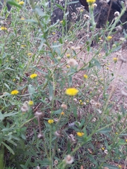 Pulicaria paludosa
