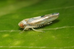 Nesophrosyne