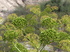 Ferula communis