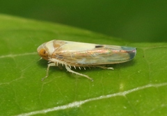 Nesophrosyne
