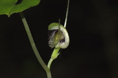 Corybas vitreus