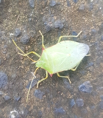 Chlorocoris