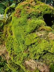 Claopodium rostratum