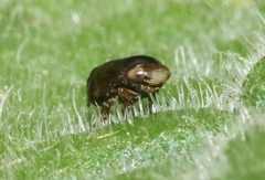 Clastoptera xanthocephala
