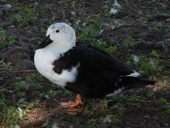 Anas platyrhynchos × Cairina moschata