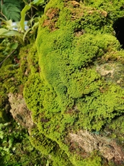 Claopodium rostratum