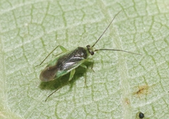 Orthotylus